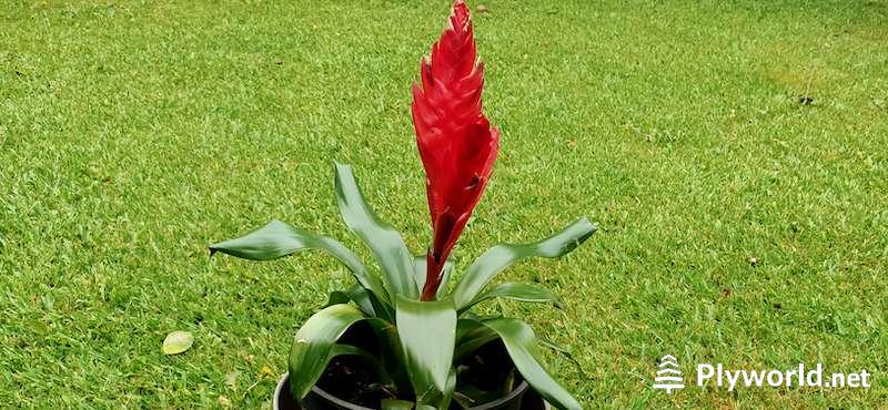 Cómo Revivir la Planta Alegría del Hogar (Impatiens y Guzmania) 8 Alegría del Hogar Recuperada